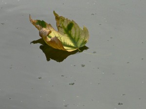 Leaf on Globe Pond